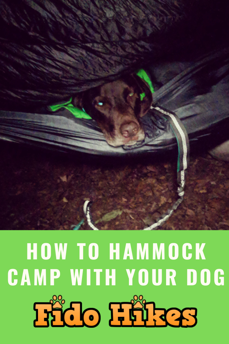 Hammock Camping With Your Dog: 4 Sleep Systems, Training & Setup