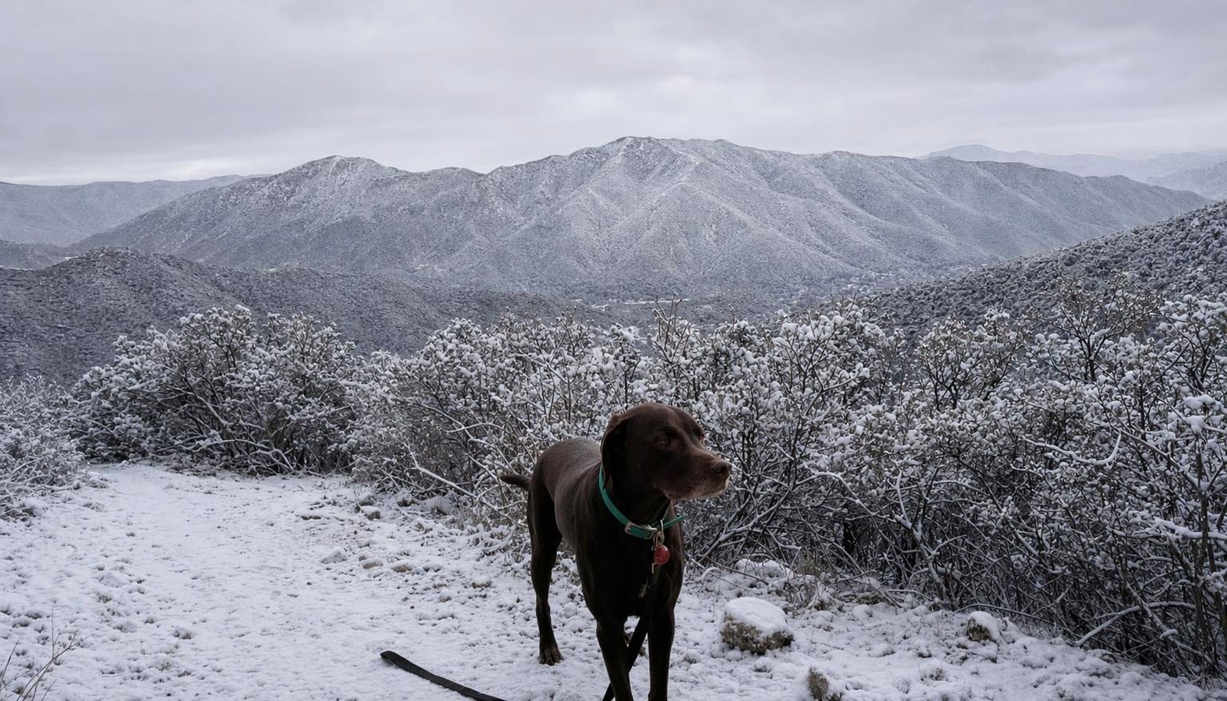Musher's Secret Paw Wax Review: The Backpacker's Guide to Paw Protection