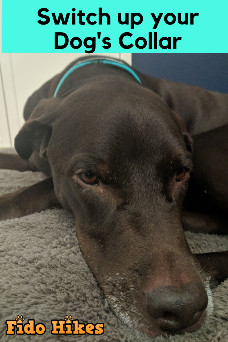 The Best Backpacking Dog Collar Is Waterproof